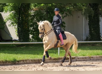 Palomino, Giumenta, 5 Anni, 162 cm, Palomino