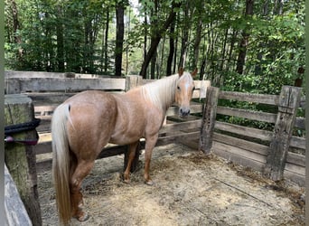 Palomino, Giumenta, 6 Anni, 142 cm, Palomino