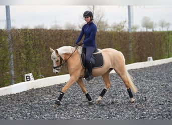 Palomino, Giumenta, 7 Anni, 142 cm, Palomino