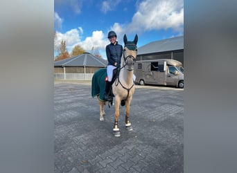 Palomino, Giumenta, 9 Anni, 148 cm, Palomino