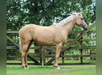 Palomino, Giumenta, 9 Anni, 148 cm, Palomino