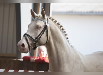 Palomino, Hengst, 15 Jahre, 170 cm, Cremello