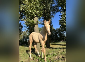 Palomino, Hengst, 1 Jaar, 135 cm, Palomino