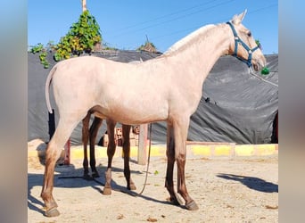 Palomino, Hengst, 1 Jaar, 150 cm, Palomino