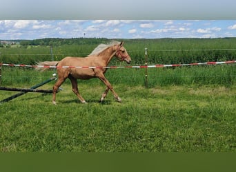 Palomino, Hengst, 1 Jaar, Palomino