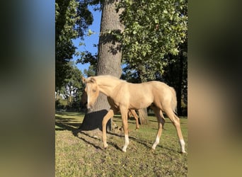 Palomino, Hengst, 1 Jahr, 135 cm, Palomino