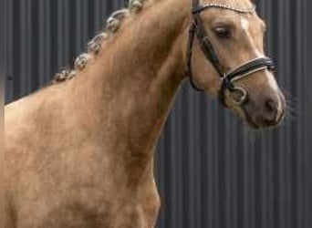 Palomino, Hengst, 2 Jaar, 132 cm, Palomino