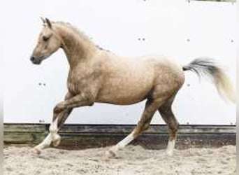 Palomino, Hengst, 2 Jahre, 132 cm, Palomino