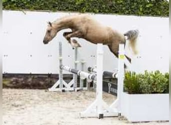 Palomino, Hengst, 2 Jaar, 132 cm, Palomino