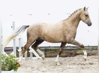 Palomino, Hengst, 2 Jaar, 132 cm, Palomino