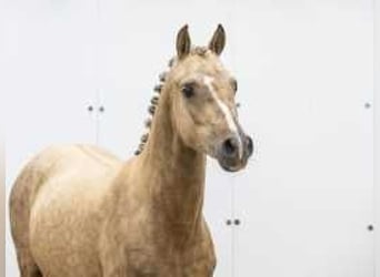 Palomino, Hengst, 2 Jaar, 132 cm, Palomino