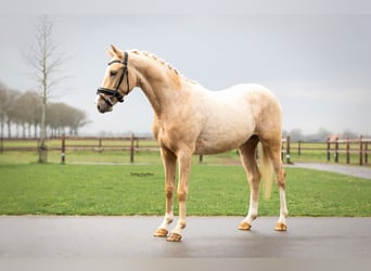 Palomino, Hengst, 3 Jaar, 146 cm, Palomino
