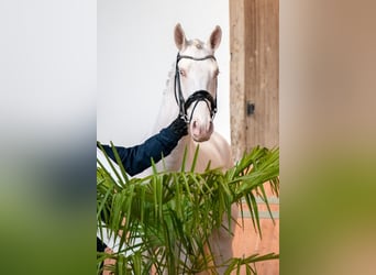 Palomino, Hengst, 3 Jaar, 167 cm, Cremello