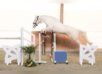 Palomino, Hengst, 3 Jaar, 167 cm, Cremello