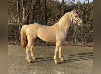 Palomino, Hengst, 3 Jahre, 140 cm, Palomino