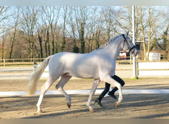 Palomino, Hengst, 3 Jahre, 167 cm, Cremello