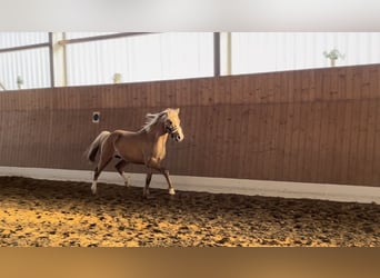 Palomino, Hengst, 4 Jaar, 147 cm, Palomino