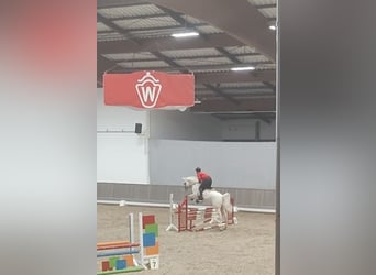 Palomino, Hengst, 4 Jahre, 165 cm, Cremello