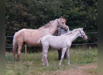 Palomino, Hengst, 4 Jahre, 165 cm, Cremello
