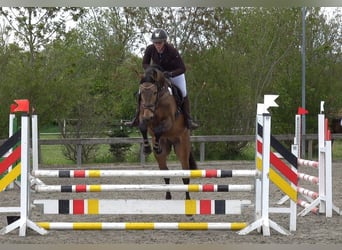 Palomino, Hengst, 5 Jahre, 161 cm, Braunfalbschimmel