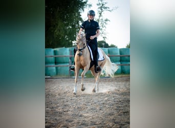 Palomino, Hengst, 7 Jaar, 139 cm, Palomino