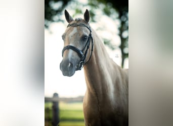 Palomino, Hengst, 7 Jahre, 139 cm, Palomino