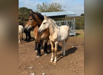Palomino Mix, Hengst, Fohlen (04/2026), 160 cm