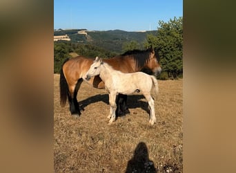 Palomino Mix, Hengst, Fohlen (04/2026), 160 cm