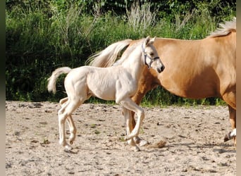 Palomino, Hengst, veulen (05/2024), 168 cm, Palomino