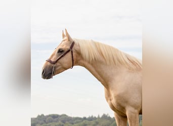 Palomino, Hingst, 3 år, 158 cm, Palomino