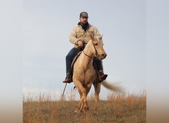 Palomino, Hongre, 10 Ans, 152 cm, Palomino