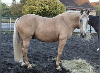 Palomino, Hongre, 12 Ans, 163 cm, Palomino