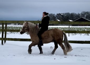 Palomino, Hongre, 13 Ans, 133 cm, Palomino