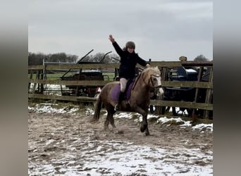 Palomino, Hongre, 13 Ans, 133 cm, Palomino
