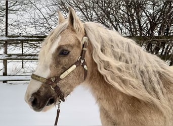 Palomino, Hongre, 13 Ans, 133 cm, Palomino