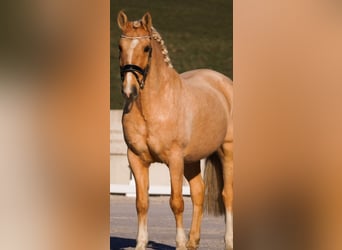 Palomino, Hongre, 14 Ans, 160 cm, Palomino
