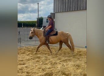 Palomino, Hongre, 3 Ans, 150 cm