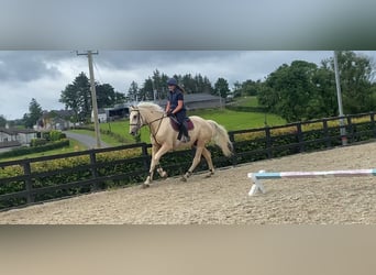 Palomino, Hongre, 4 Ans, 173 cm, Palomino
