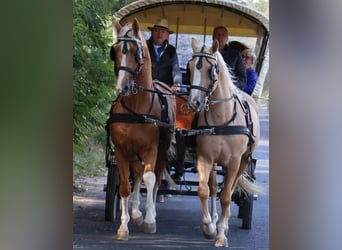 Palomino, Hongre, 5 Ans, 171 cm, Palomino