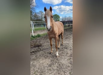 Palomino, Jument, 18 Ans, 143 cm, Palomino