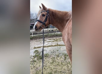 Palomino, Jument, 18 Ans, 143 cm, Palomino