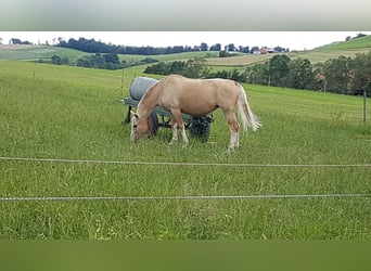 Palomino Croisé, Jument, 19 Ans, 162 cm, Palomino