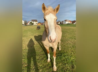 Palomino Croisé, Jument, 19 Ans, 162 cm, Palomino