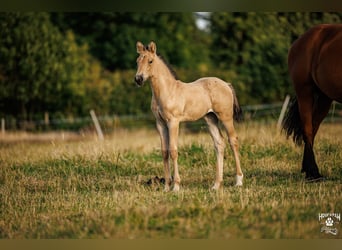Palomino, Jument, 1 Année, 157 cm, Buckskin