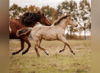 Palomino, Jument, 1 Année, 157 cm, Buckskin