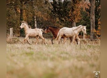 Palomino, Jument, 1 Année, 157 cm, Buckskin
