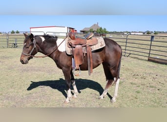 Palomino Croisé, Jument, 2 Ans, 132 cm, Bai