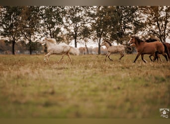Palomino, Jument, 2 Ans, 157 cm, Palomino