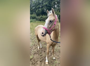 Palomino, Jument, 3 Ans, 140 cm, Palomino