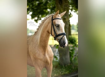 Palomino, Jument, 4 Ans, 150 cm, Palomino